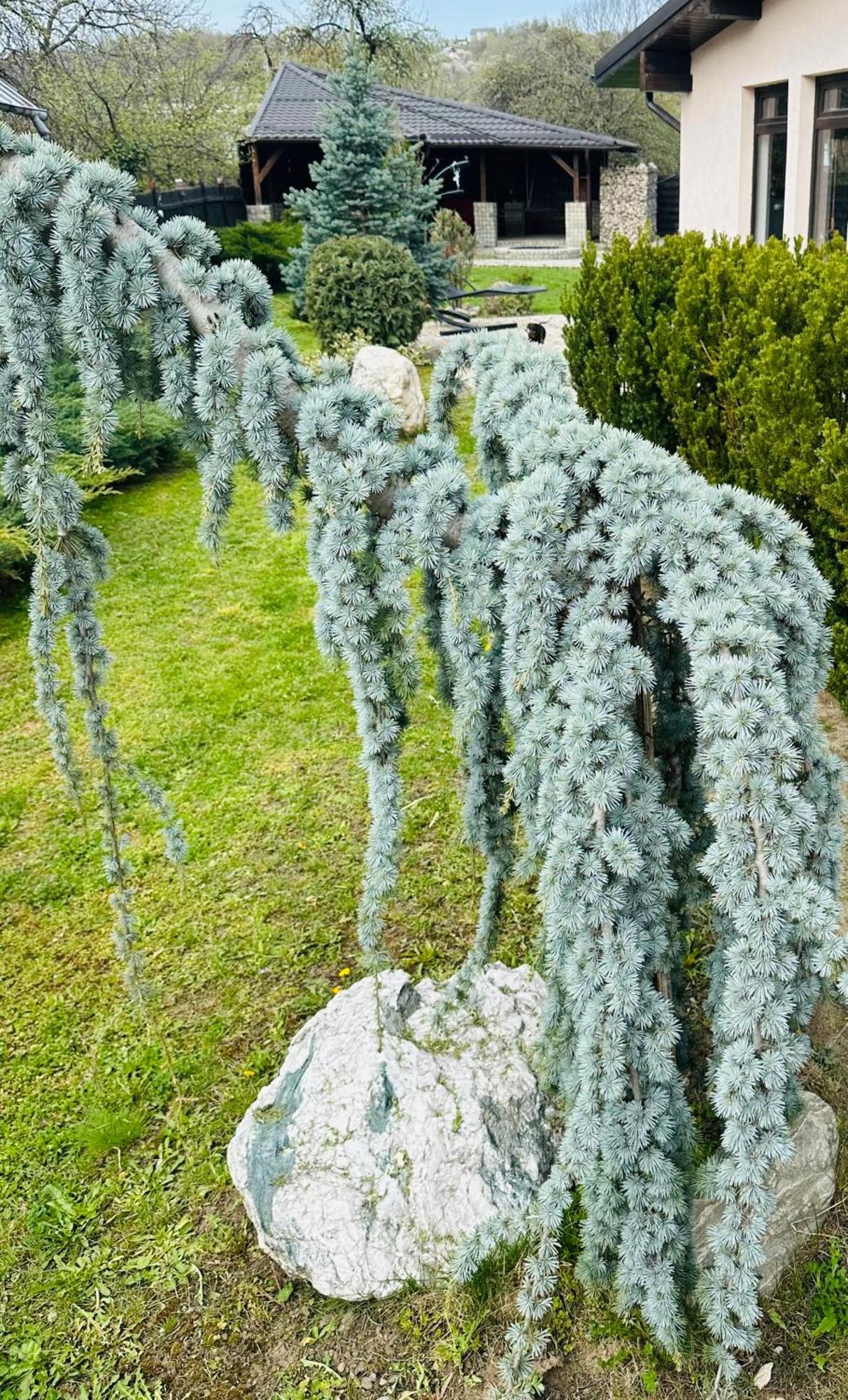 ホテル Casa Pisica Noastra ブレアザ エクステリア 写真