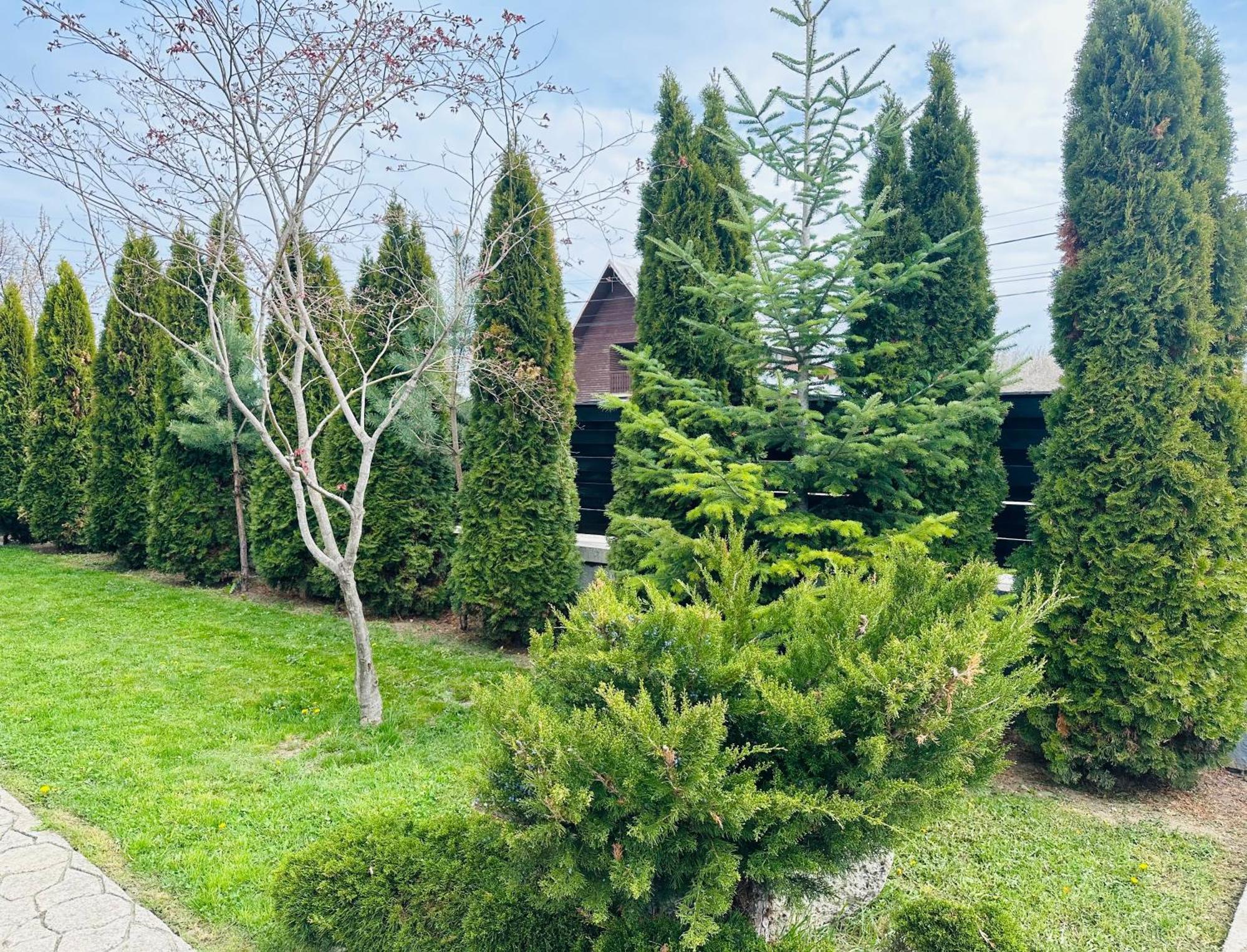 ホテル Casa Pisica Noastra ブレアザ エクステリア 写真